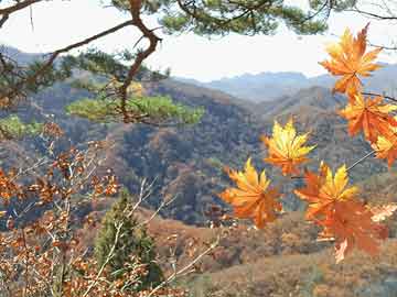 沐川钓鱼界掀起新热潮，最新动态一网打尽