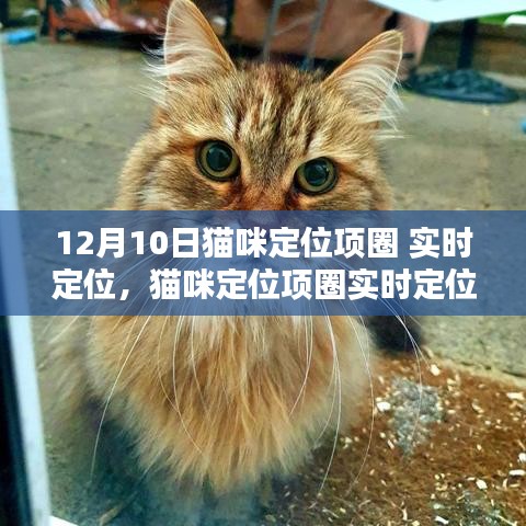 猫咪定位项圈的利与弊，实时定位技术的探讨