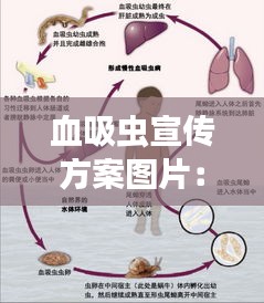 血吸虫宣传方案图片：血吸虫宣传报 