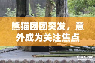 熊猫团团突发，意外成为关注焦点