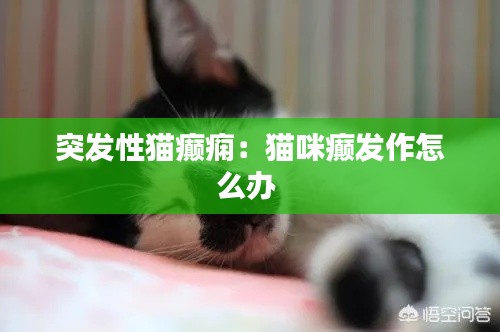 突发性猫癫痫：猫咪癫发作怎么办 