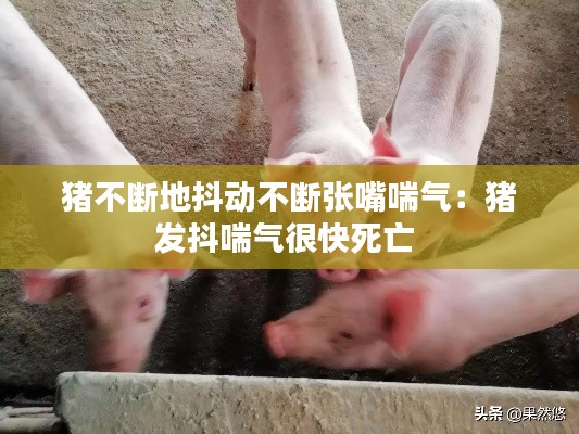 猪不断地抖动不断张嘴喘气：猪发抖喘气很快死亡 