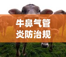 牛鼻气管炎防治规范最新：牛传染性鼻气管炎防治 