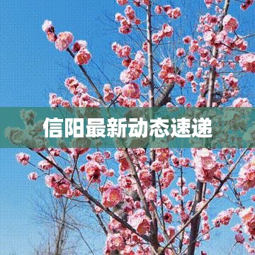 信阳最新动态速递