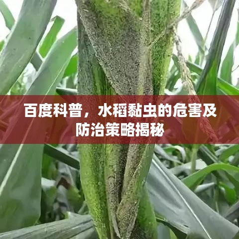 百度科普，水稻黏虫的危害及防治策略揭秘