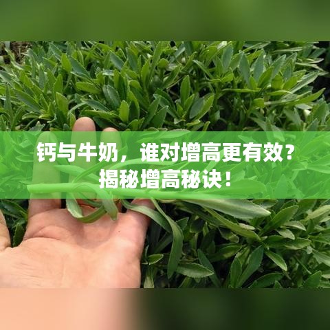 钙与牛奶，谁对增高更有效？揭秘增高秘诀！