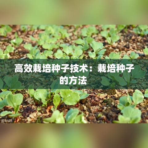 高效栽培种子技术：栽培种子的方法 