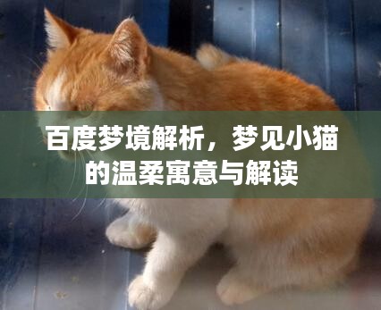 百度梦境解析，梦见小猫的温柔寓意与解读