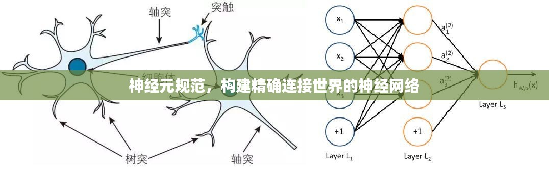 神经元规范，构建精确连接世界的神经网络