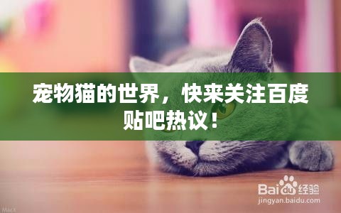 宠物猫的世界，快来关注百度贴吧热议！