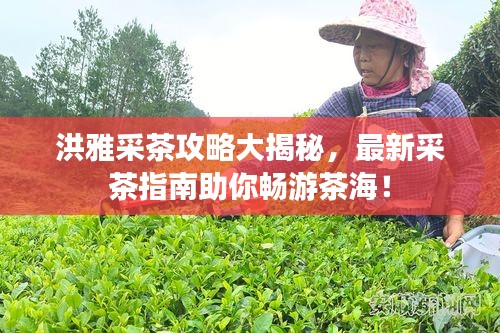 洪雅采茶攻略大揭秘，最新采茶指南助你畅游茶海！