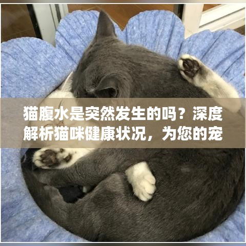 猫腹水是突然发生的吗？深度解析猫咪健康状况，为您的宠物保驾护航！