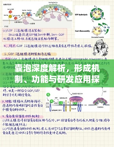 囊泡深度解析，形成机制、功能与研发应用探索