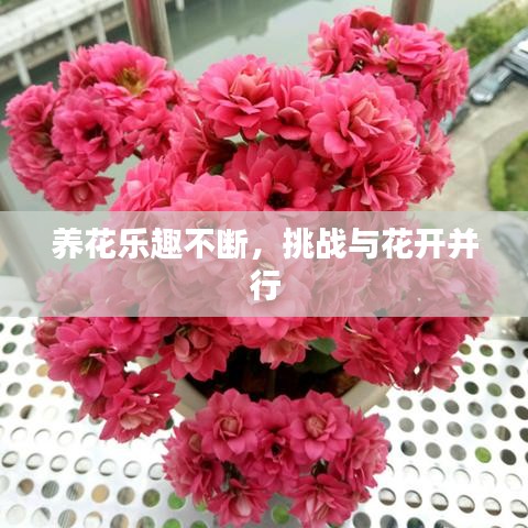 养花乐趣不断，挑战与花开并行