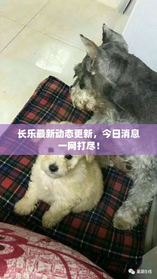 长乐最新动态更新，今日消息一网打尽！