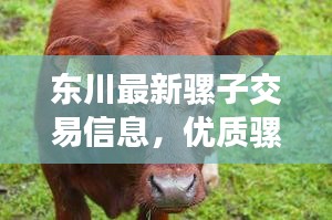 东川最新骡子交易信息，优质骡子出售，不容错过！