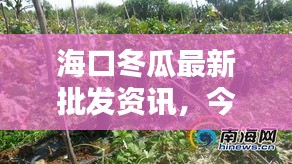 海口冬瓜最新批发资讯，今日动态一览