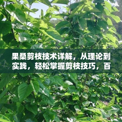 果桑剪枝技术详解，从理论到实践，轻松掌握剪枝技巧，百度一搜便知