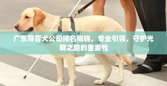 广东导盲犬公司排名揭晓，专业引领，守护光明之路的重要性