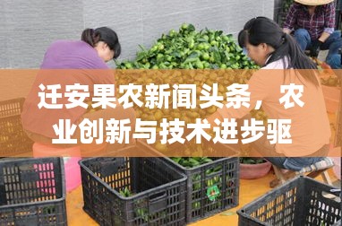 迁安果农新闻头条，农业创新与技术进步驱动果业蓬勃发展