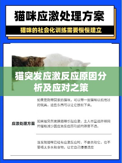 猫突发应激反应原因分析及应对之策