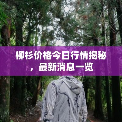 柳杉价格今日行情揭秘，最新消息一览