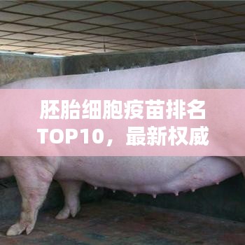 胚胎细胞疫苗排名TOP10，最新权威榜单揭晓！